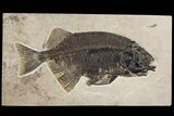 Uncommon Fish Fossil (Phareodus) - Wyoming #144136-1